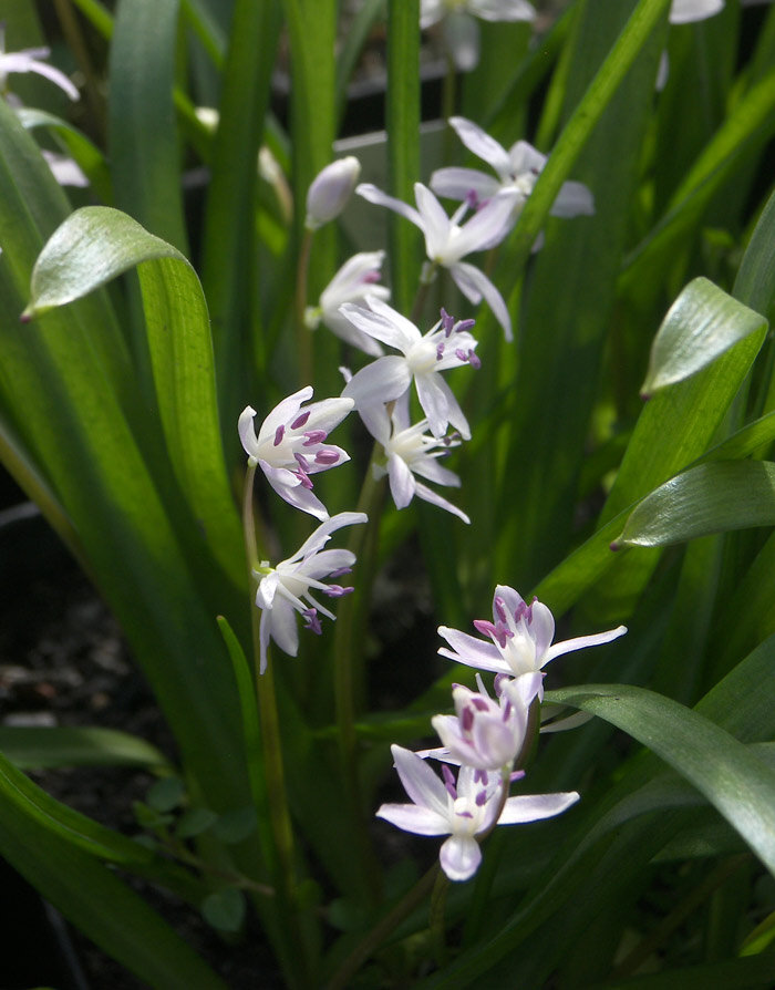 Scilla morrisii Пролеска Морриса