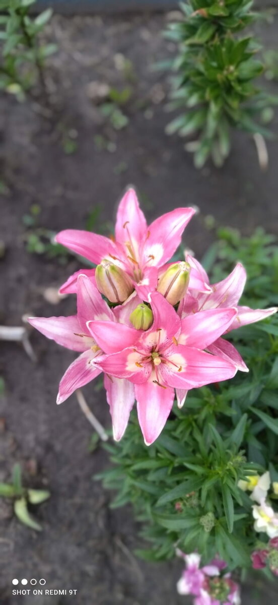 моя коллекция 