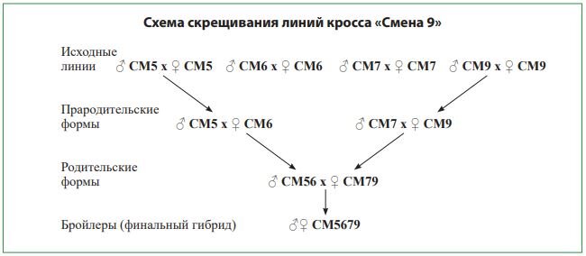 Схема скрещивания взята на официальном сайте производителя
