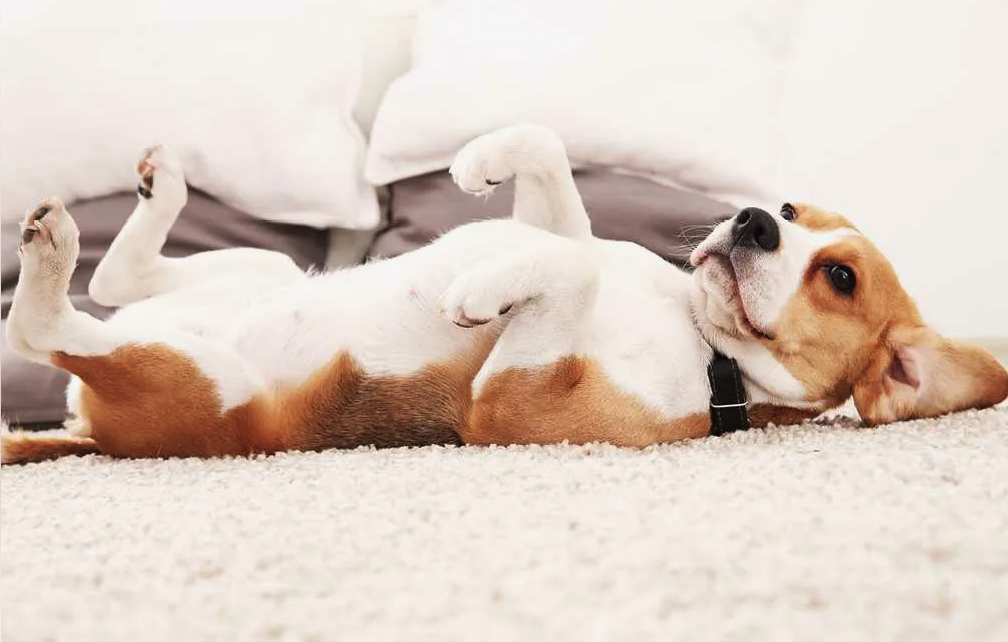 Напряженная поза