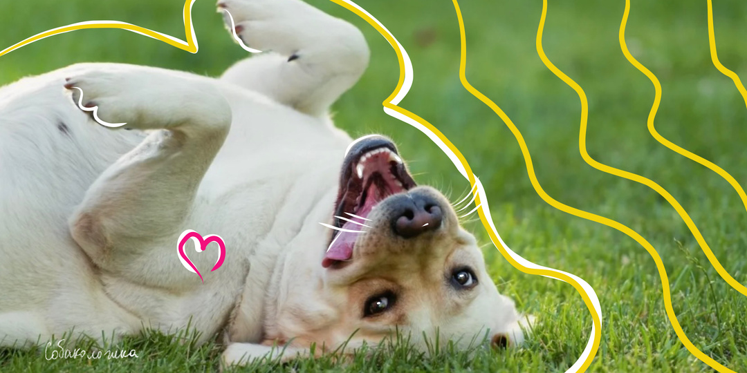 Собака ложится на спину вверх животом при виде другой собаки: почему и как отучить?