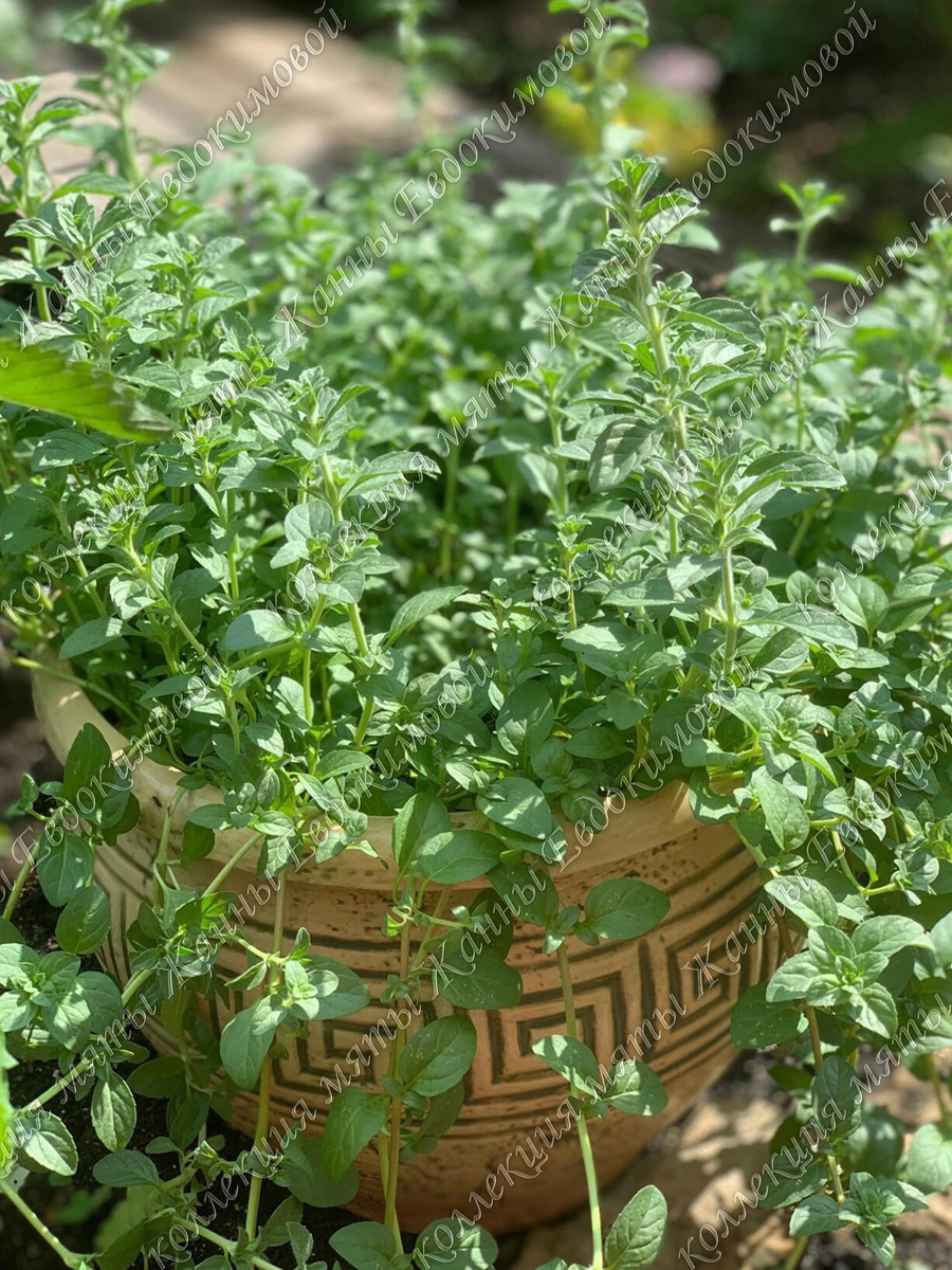 Мята болотная в контейнере. 