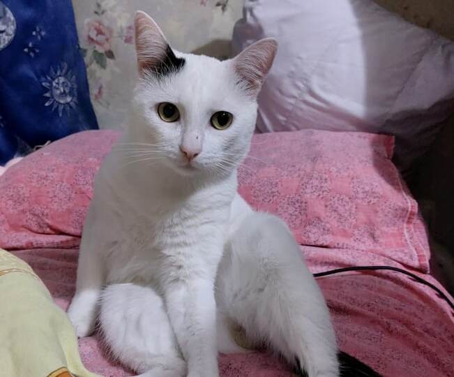 Животные. Котики!  добросердечие, порядочность, великодушие??