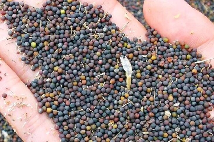 Фото: департамент АПК Тюменской области