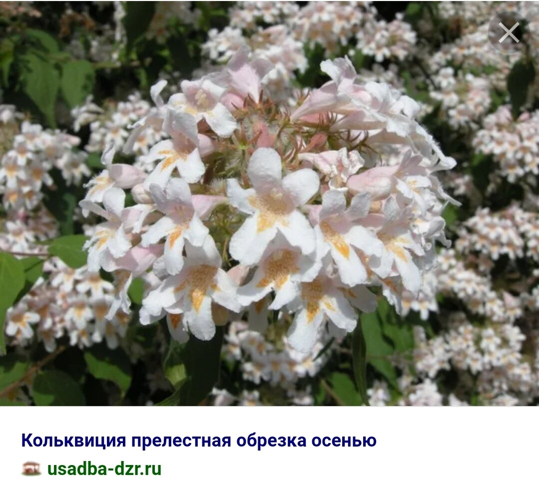 Кольквиция прелестная фото и описание посадка