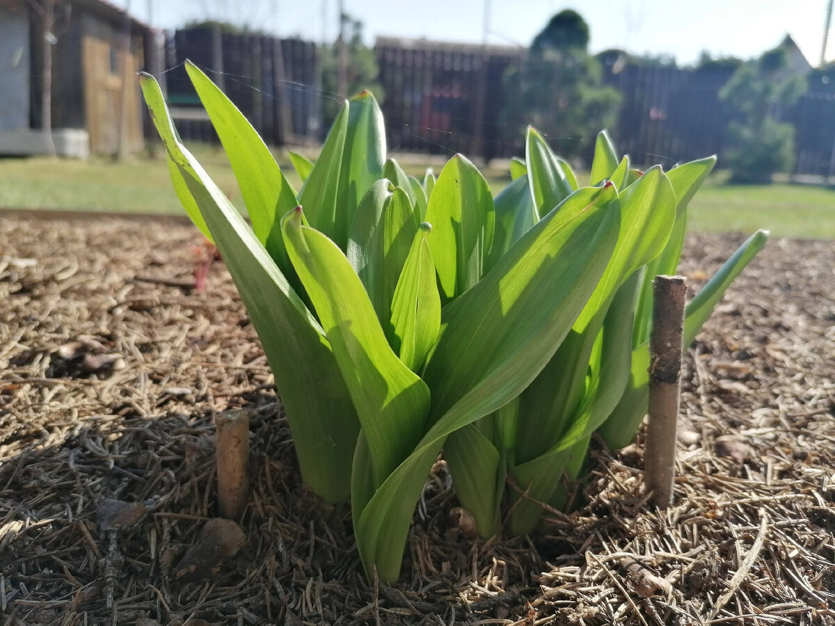 Лук Суворова (Allium suworowii) - зелень весной салатовая. Фото автора @Маша Генералова