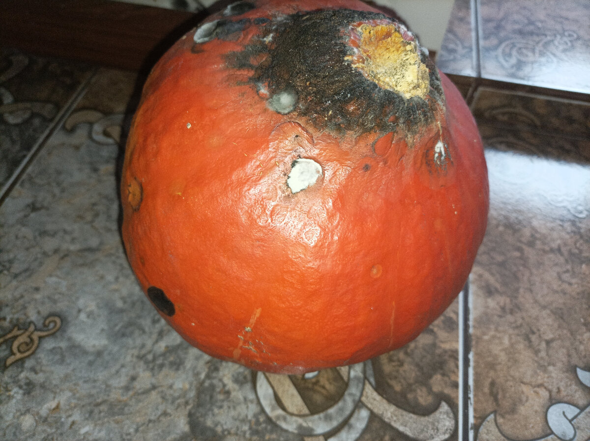 Собачка на пляже. Где отдохнуть в субботу. Сатка сонькина лагуна остров. Собака на море. Где отдохнуть в субботу.