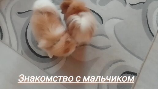 Это удивительно, как меняется поведение собачки после вязки.