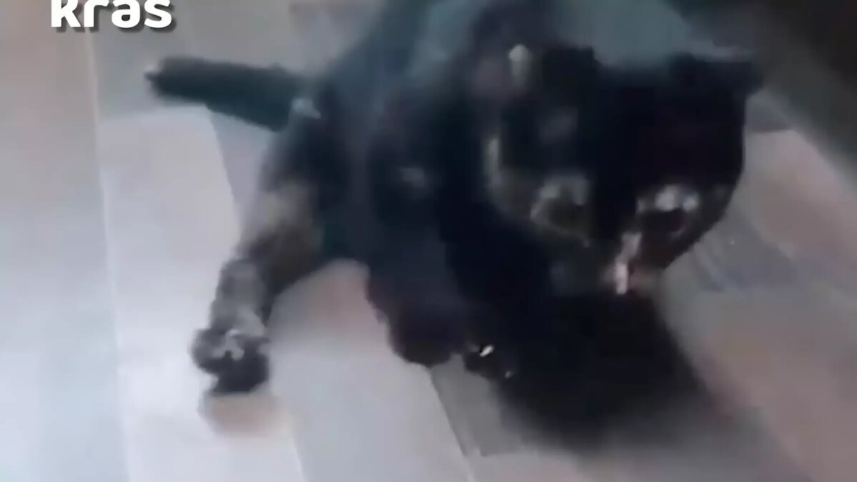     В Канске волонтеры опубликовали видео с искалеченными котами. Они утверждают, что выкрали животных из местного психоневрологического интерната. Сейчас в деле разбирается полиция.