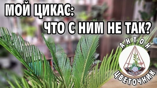 Цикас Революта – неторопливая в росте и немного сложная в уходе «комнатная пальма»