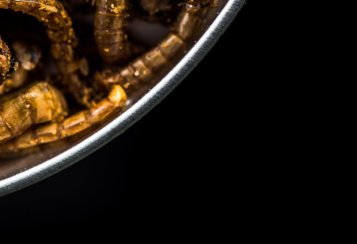 Действительно ли в России люди будут есть насекомых?