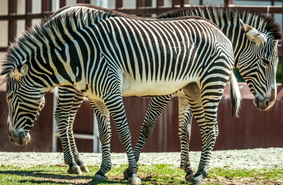 Фото: Сергей Фадеичев/ТАСС