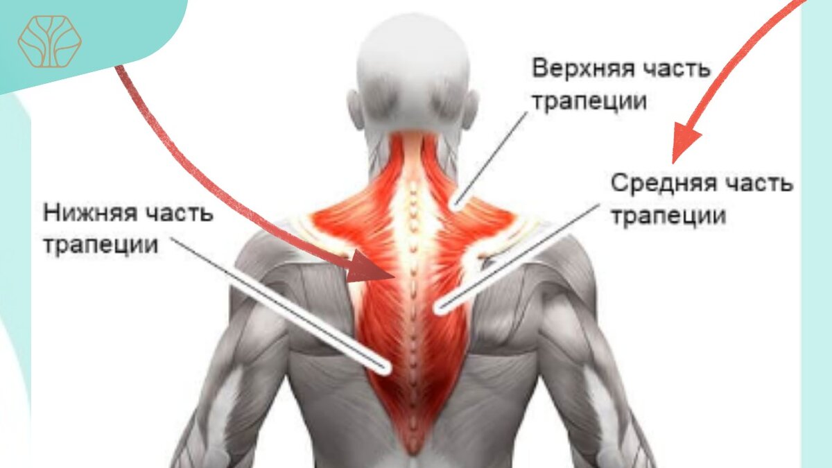 2 упражнения при сильном утреннем спазме мышц шеи — когда голову не  повернуть | Древмасс | Дзен