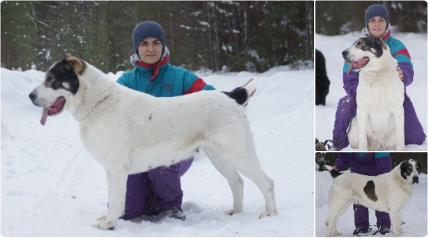 Скриншот с личной страницы ВК заводчицы