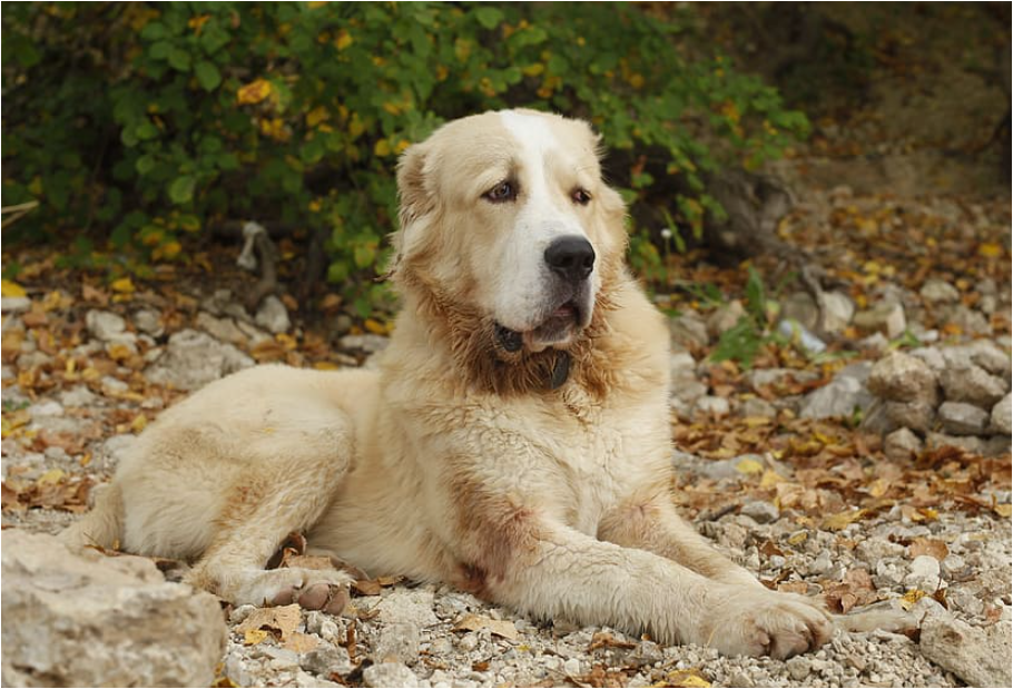 Такая вот «собачка»