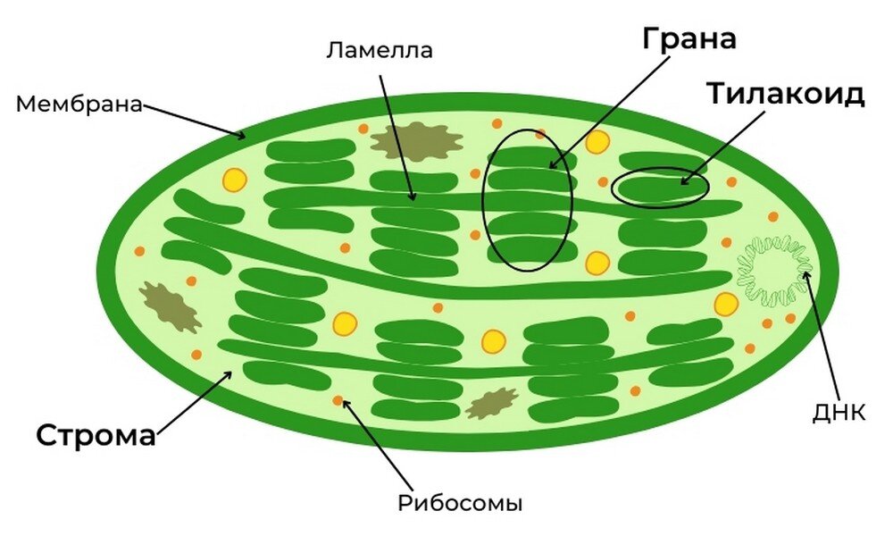    Строение хлоропласта