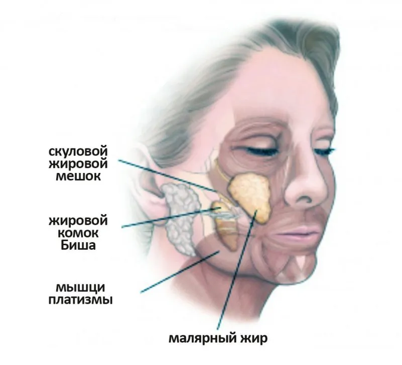 Биша на лице. Жировое тело щеки Биша анатомия. Комки Биша анатомия лица.