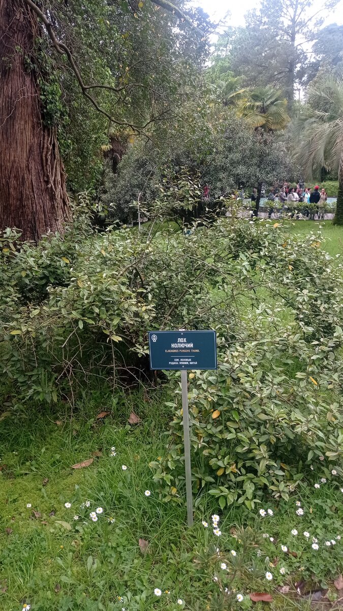 Например кустарник. 