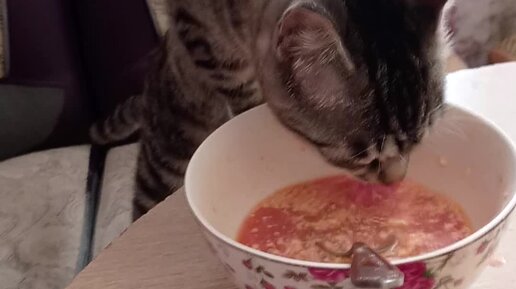 кот на луне. питомник мейн кунов старарк. кошачий месяц. кошачий месяц. кошачий месяц.