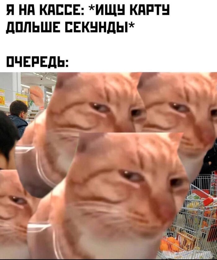 Веселый кот сосед