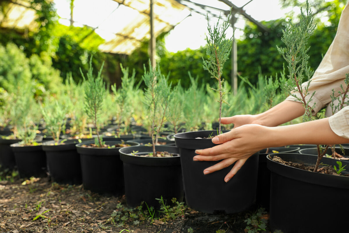     Как вырастить тую из черенков в домашних условиях: в феврале уже можно начинать