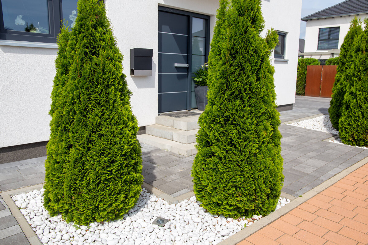    Вечнозелёные туи украсят любой участокLegion-Media