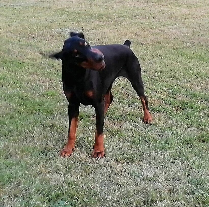 Анубис только готовится рассердиться