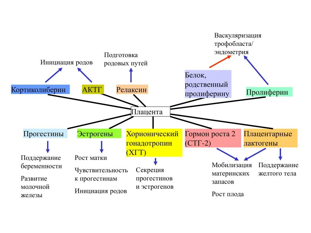 Схема развития родовой деятельности. Гормональное обеспечение беременности (схема).. Регуляция гормонов плаценты. Гормоны стимулирующие родовую деятельность.