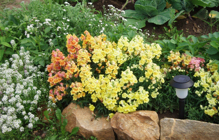    Львиный зев + алиссум