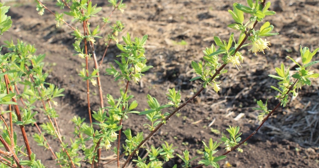 Жимолость весной — 5 шагов к обильному урожаю