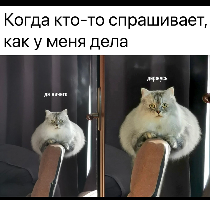 Смешные картинки с добрым утром февраля. Смешные картинки с добрым утром февраля. Смешные картинки с добрым утром февраля. Открытки веселые и добрые. Смешные картинки с добрым утром февраля.