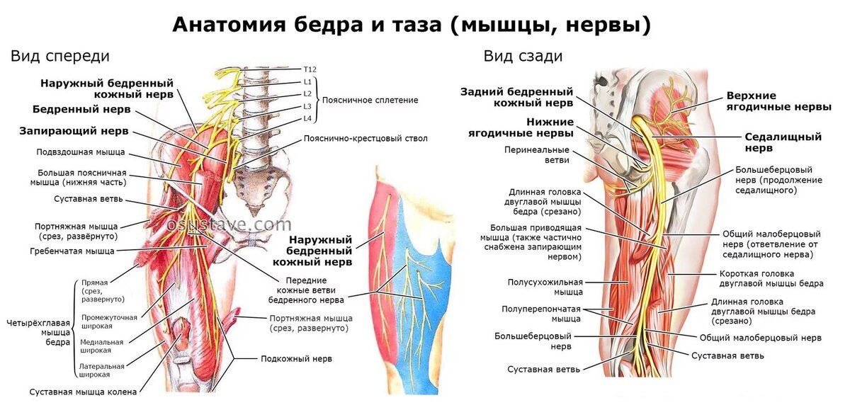 Нервы на ноге расположение фото и название