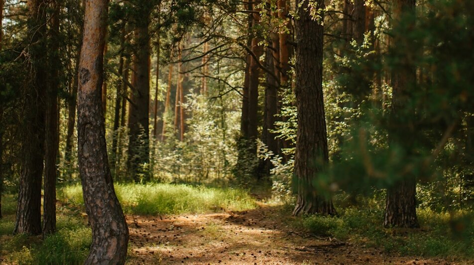 Природа МДЦ "КОМПЬЮТЕРиЯ"