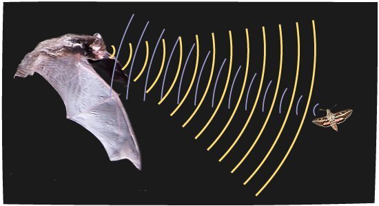 Принцип работы эхолокации у летучих мышей