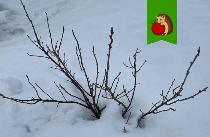 Честно говоря, я немного удивлена погодой в этом году. Февраль у нас в Ленинградской области – это, как правило, снега, вьюги, морозы, сугробы по колено. Но не в этом году...-1-2
