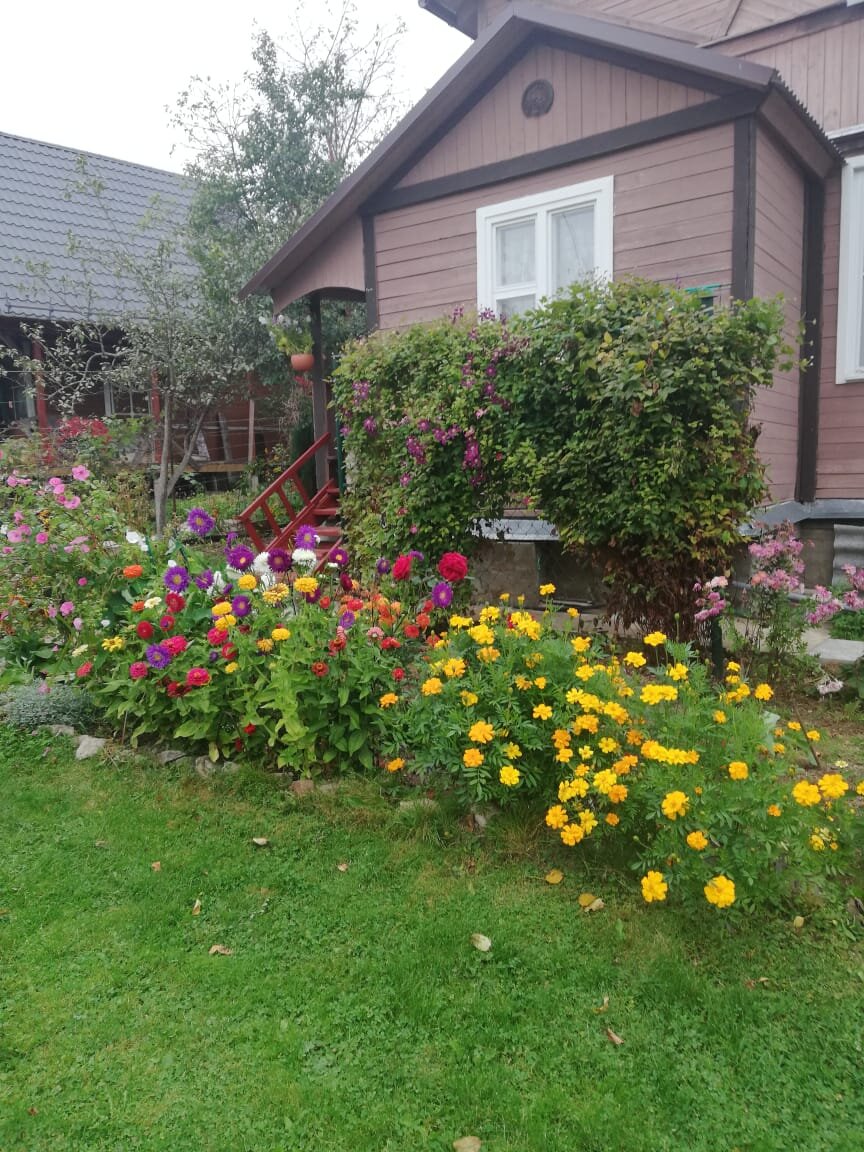 Кроме неприхотливости бархатцев их несомненные плюсы - долгий период цветения и аккуратный внешний вид