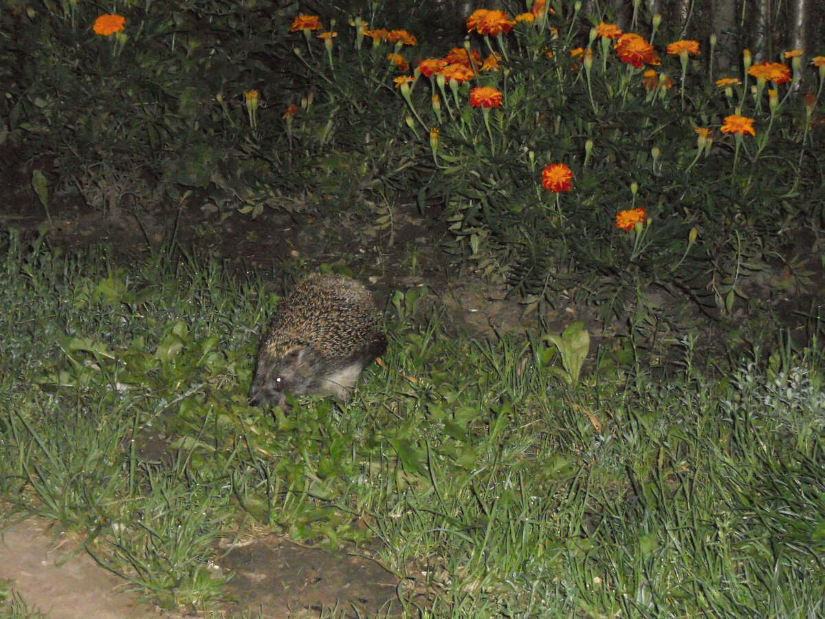 и ежику нравится🦔