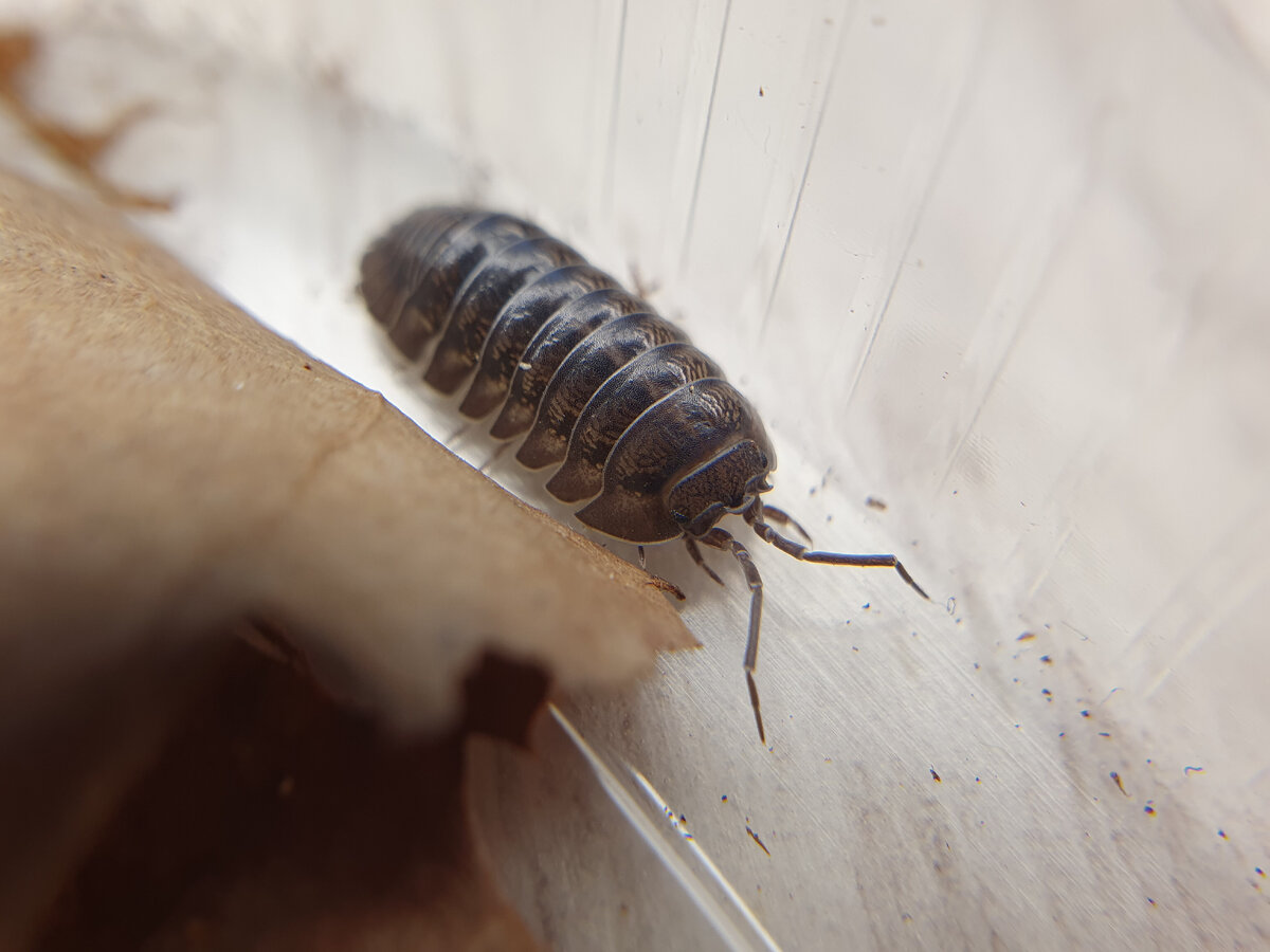 Носатая мокрица-таблетка захватит вашу квартиру и сердечко. Armadillidium  nasatum. | Лавка Смитти | Пауки-Птицееды (и не только) | Дзен