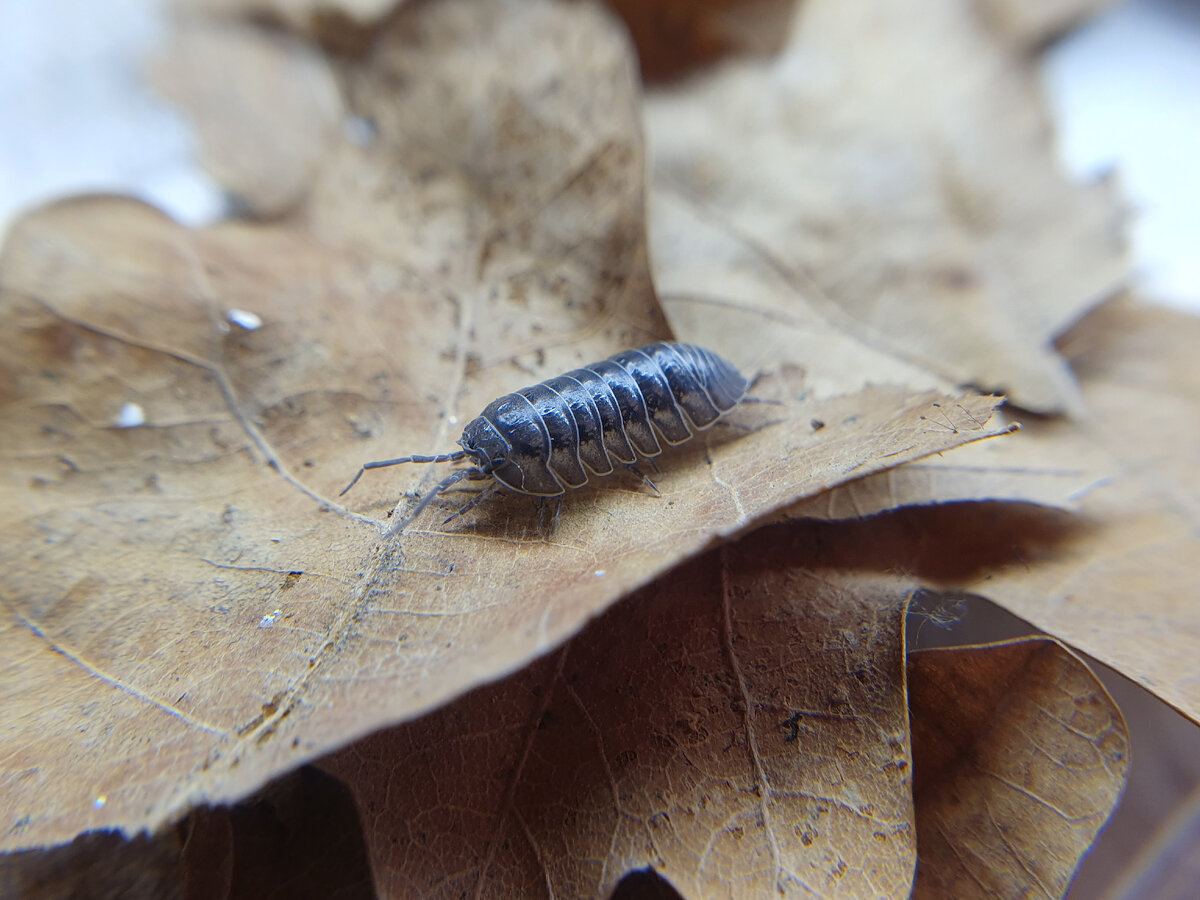 Носатая мокрица-таблетка захватит вашу квартиру и сердечко. Armadillidium  nasatum. | Лавка Смитти | Пауки-Птицееды (и не только) | Дзен