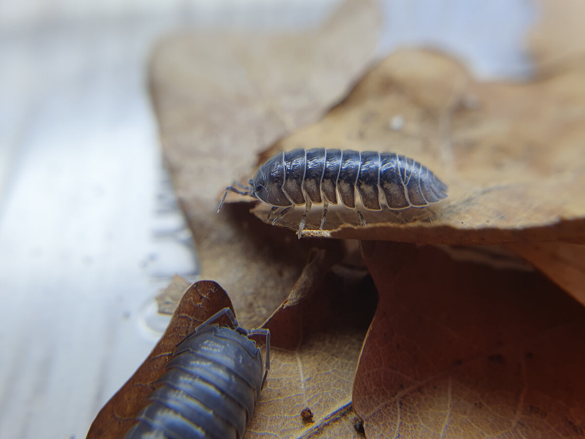 Носатая мокрица-таблетка захватит вашу квартиру и сердечко. Armadillidium  nasatum. | Лавка Смитти | Пауки-Птицееды (и не только) | Дзен