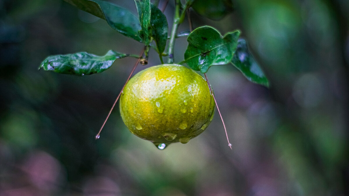 Картинка с бесплатного фотостока https://unsplash.com, автор Bartolomeus Rumahorbo