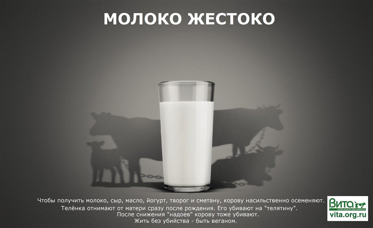 Пост молочное нельзя. Веганство молоко. Вредное молоко. Вредные молочные продукты.