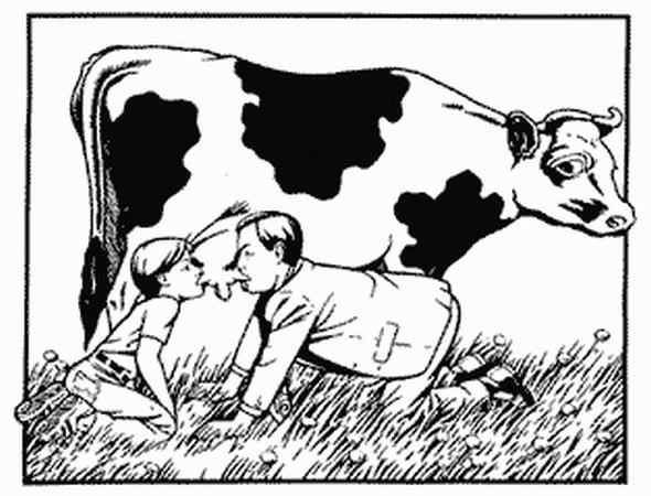 Человек е корову. Человек пьет молоко из коровы. Корова пьет молоко. Пить молоко из под коровы. Теленок пьет молоко у коровы.