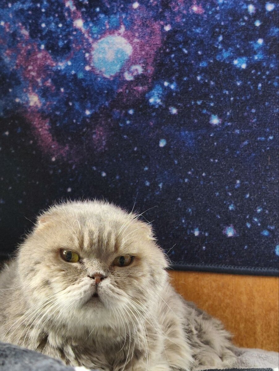 Кот 7 дней. Кот 7 дней