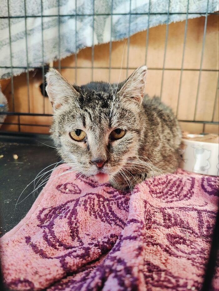 бездомные собаки. помощь котам и псам. помогайте бездомным животным. кормление бездомных кошек. акция помощь бездомным животным.