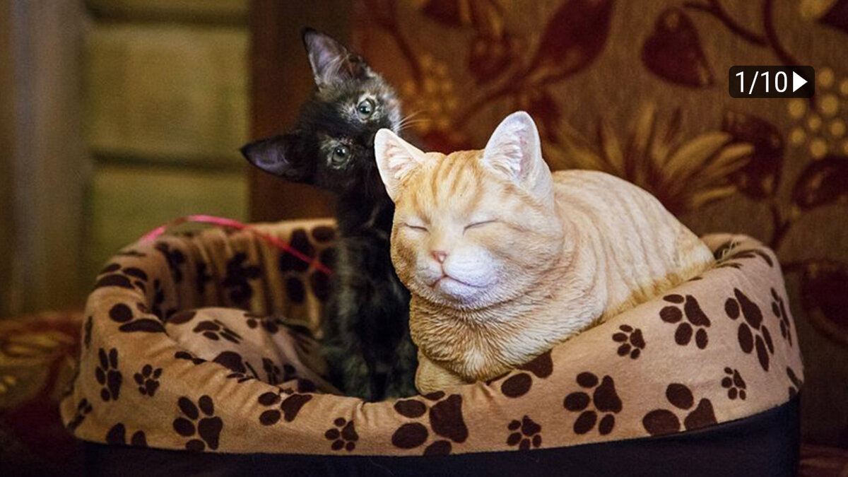 Кошкин дом 3*, Мышкин