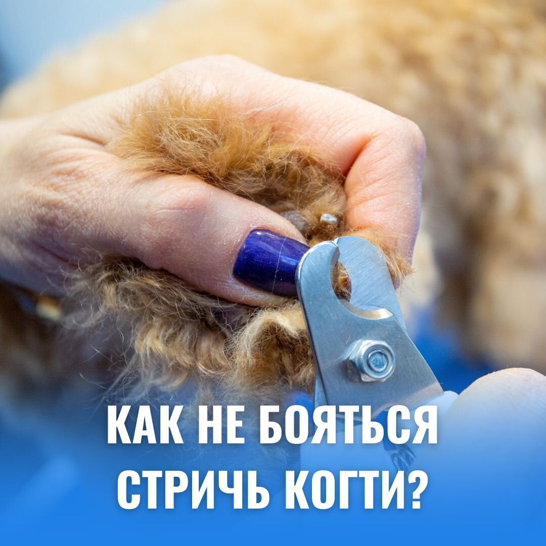 Как не бояться стричь когти и как делать это правильно? | Animal Spa -  зоосалон, груминг, стрижка собак и кошек | Дзен