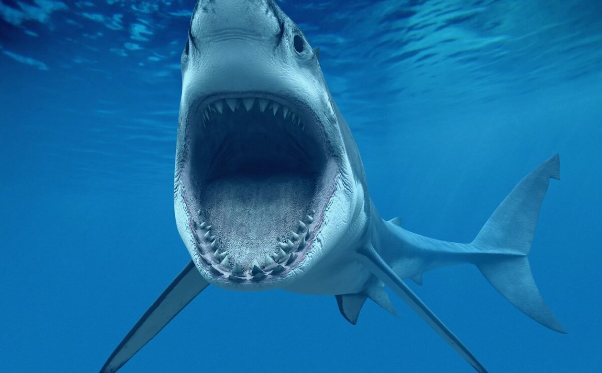 Сон где акула нападает на вас