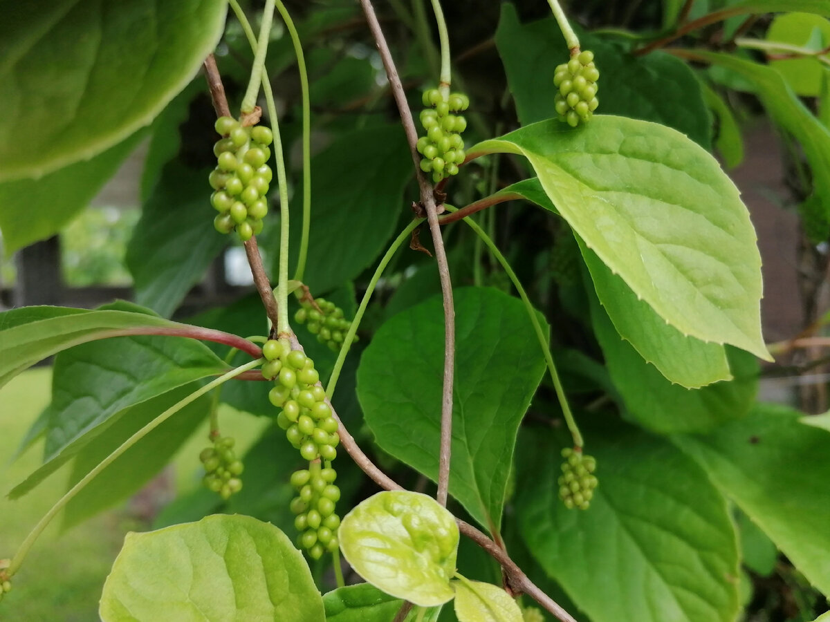 Лимонник китайский (Schisandra chinensis) в нашем саду - все этапы развития  в фотографиях и видео | Садовые затеи | Дзен