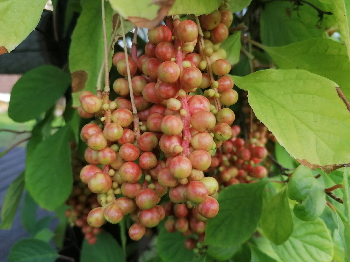 Лимонник китайский (Schisandra chinensis) в нашем саду - все этапы развития  в фотографиях и видео | Садовые затеи | Дзен